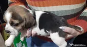 Pui beagle tricolor