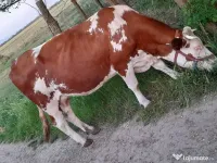 3 vaci si un vitel 