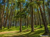 Incantator parc privat, 1.500mp: casa pensiune refugiu mon 