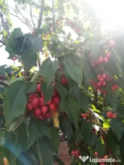 Cirese pentru consum din gradina proprie bio, organice nu au fost stropite 