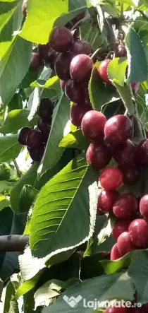 Cirese pentru consum din gradina proprie bio, organice nu au fost stropite