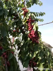 Cirese pentru consum din gradina proprie bio, organice nu au fost stropite 