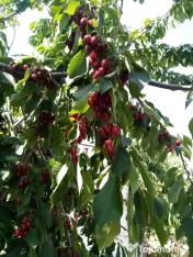 Cirese pentru consum din gradina proprie bio, organice nu au fost stropite 