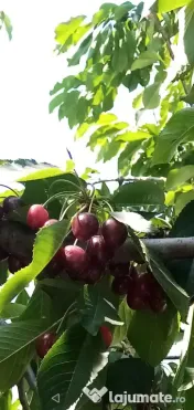 Cirese pentru consum din gradina proprie bio, organice nu au fost stropite 