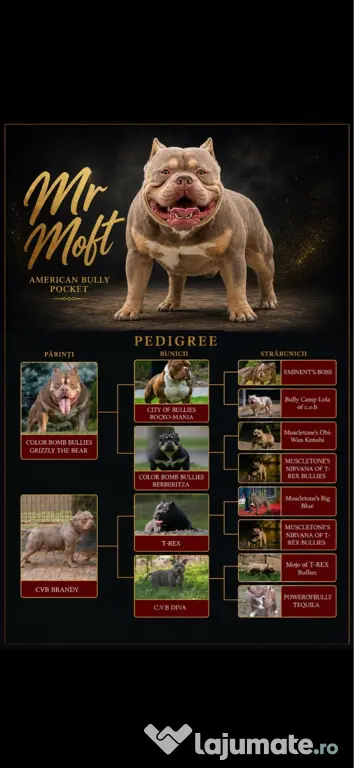 American bully pocket