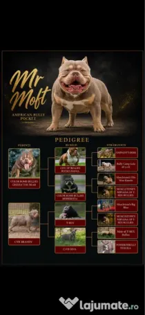 American bully pocket