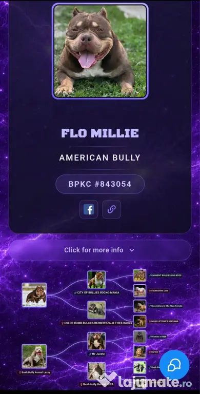 American bully pocket