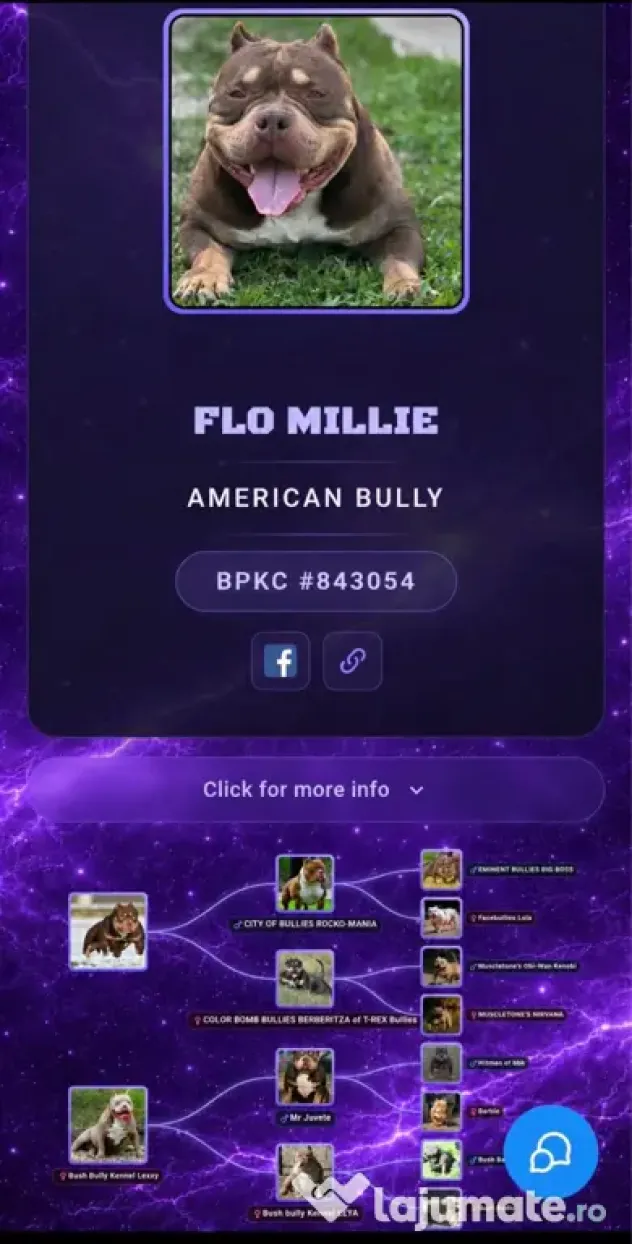 American bully pocket