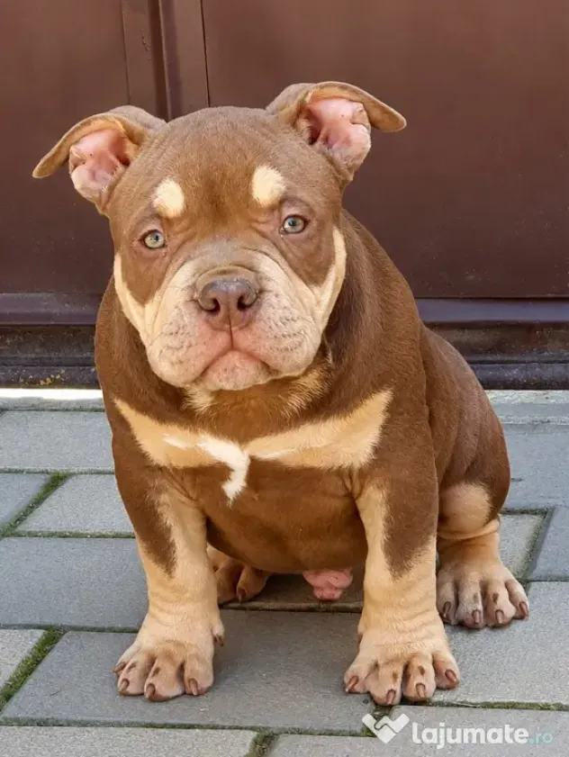 American bully pocket
