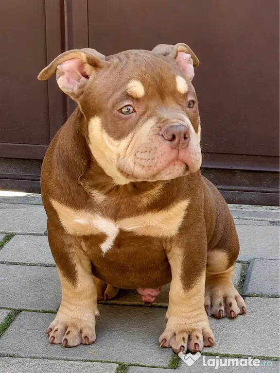 American bully pocket