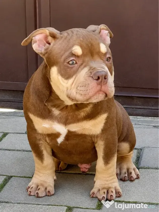 American bully pocket
