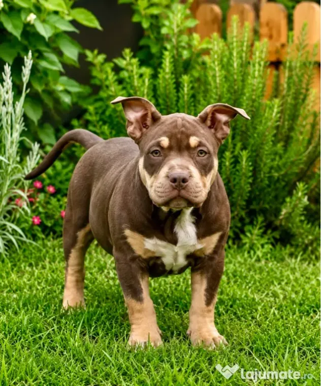 American bully pocket