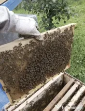 Ceara naturala de albine 