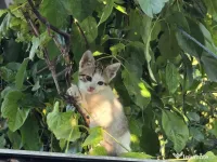 pisoi pentru adoptie 