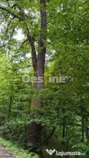 ???? PĂDURE DE VÂNZARE – 17 HA – VALEA MARE, COMUNA B? 
