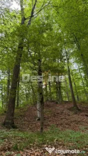???? PĂDURE DE VÂNZARE – 17 HA – VALEA MARE, COMUNA B? 