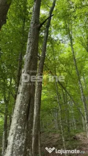 ???? PĂDURE DE VÂNZARE – 17 HA – VALEA MARE, COMUNA B? 