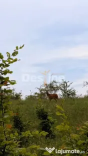 ???? PĂDURE DE VÂNZARE – 17 HA – VALEA MARE, COMUNA B? 