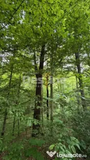 ???? PĂDURE DE VÂNZARE – 17 HA – VALEA MARE, COMUNA B? 