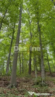 ???? PĂDURE DE VÂNZARE – 17 HA – VALEA MARE, COMUNA B? 