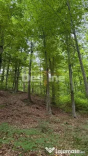 ???? PĂDURE DE VÂNZARE – 17 HA – VALEA MARE, COMUNA B? 