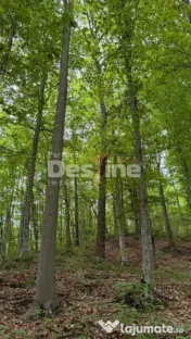 ???? PĂDURE DE VÂNZARE – 17 HA – VALEA MARE, COMUNA B? 