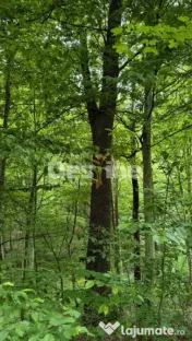???? PĂDURE DE VÂNZARE – 17 HA – VALEA MARE, COMUNA B? 