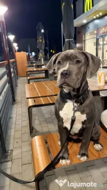 Pui femelă disponibilă American bully amstaff pentru persoane serioase.