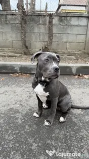 Pui femelă disponibilă American bully amstaff pentru persoane serioase.