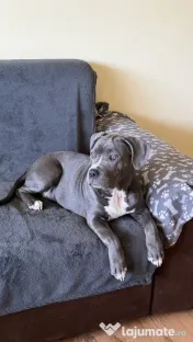 Pui femelă disponibilă American bully amstaff pentru persoane serioase.
