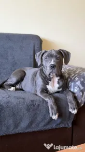 Pui femelă disponibilă American bully amstaff pentru persoane serioase.