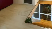 Casa 9 camere I Baneasa 