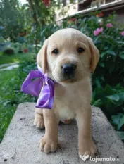 Puiuți de Labrador 
