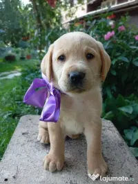 Puiuți de Labrador 