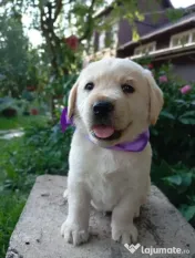 Puiuți de Labrador 