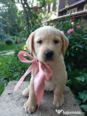 Puiuți de Labrador 
