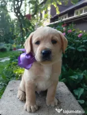 Puiuți de Labrador 