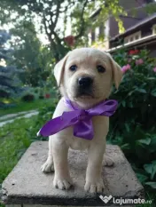 Puiuți de Labrador 