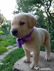 Puiuți de Labrador 