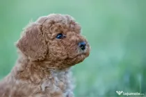 Pudel Toy - Caniche