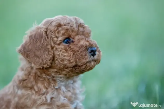 Pudel Toy - Caniche