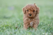 Pudel Toy - Caniche 