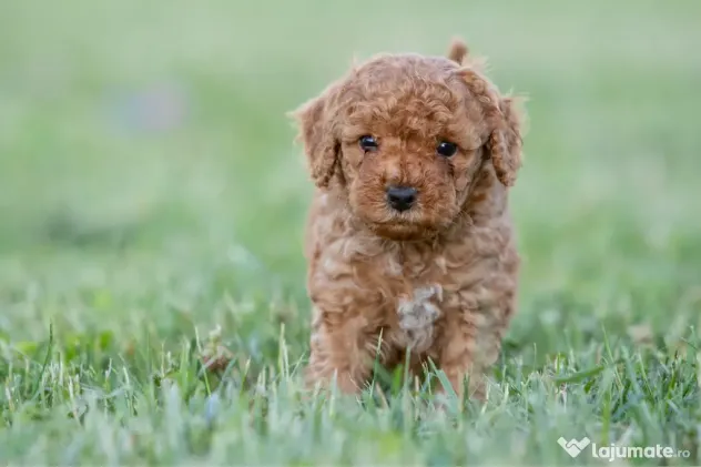 Pudel Toy - Caniche