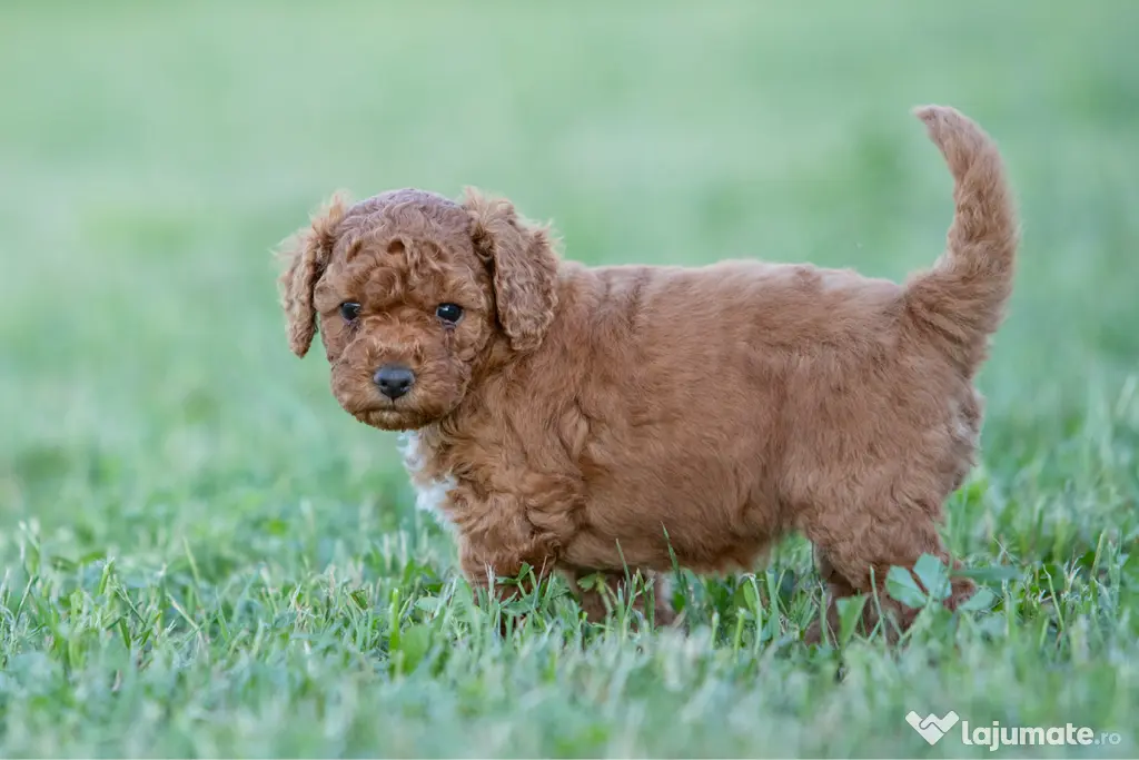 Pudel Toy - Caniche