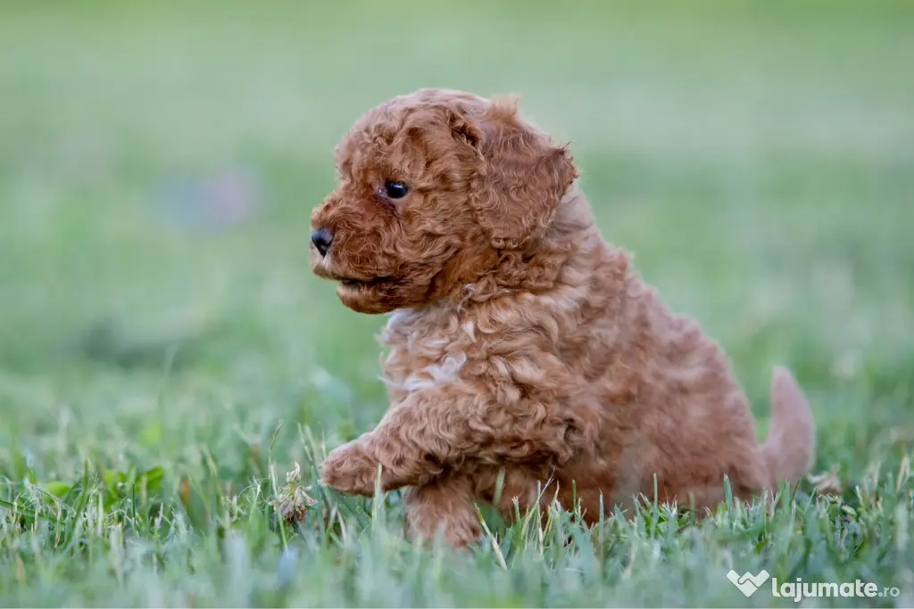 Pudel Toy - Caniche