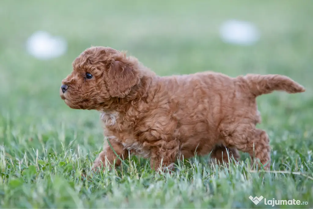 Pudel Toy - Caniche