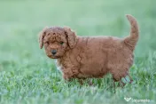 Pudel Toy - Caniche 