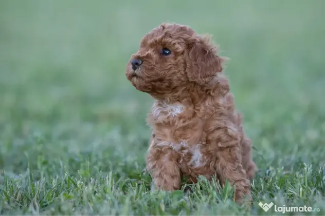 Pudel Toy - Caniche