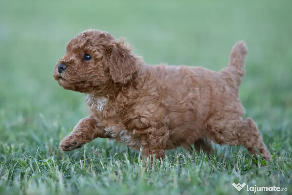 Pudel Toy - Caniche