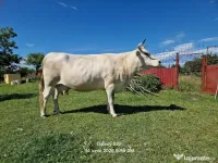 Vacă bună de lapte